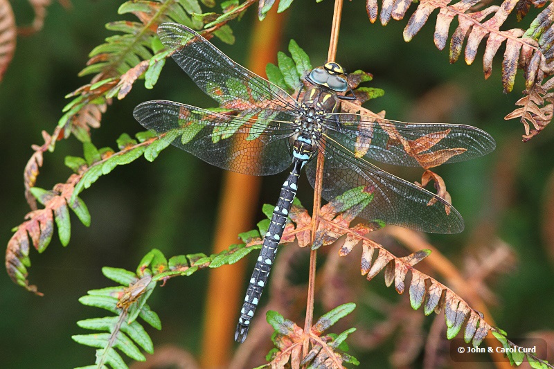 J01_0069 Aeshna juncea male.JPG